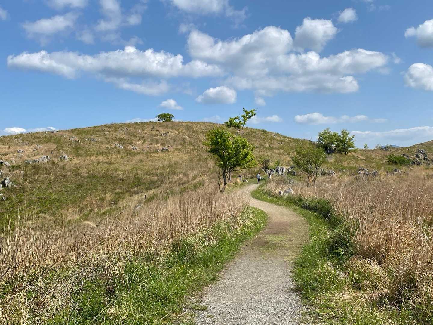 若竹山へは歩きやすい道になっています