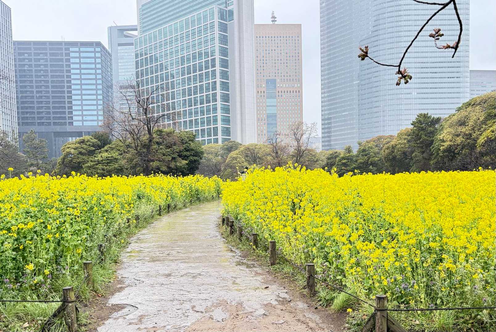 菜の花の小径🌼