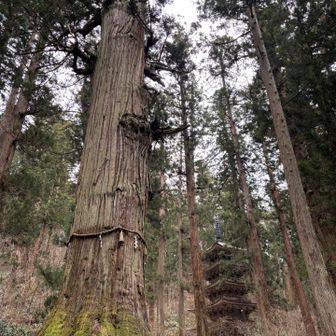 樹齢千年の杉