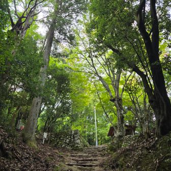 キノコを撮りながら降りてきて
(足元ばっかり見てる😅)
振り返って三合目💚