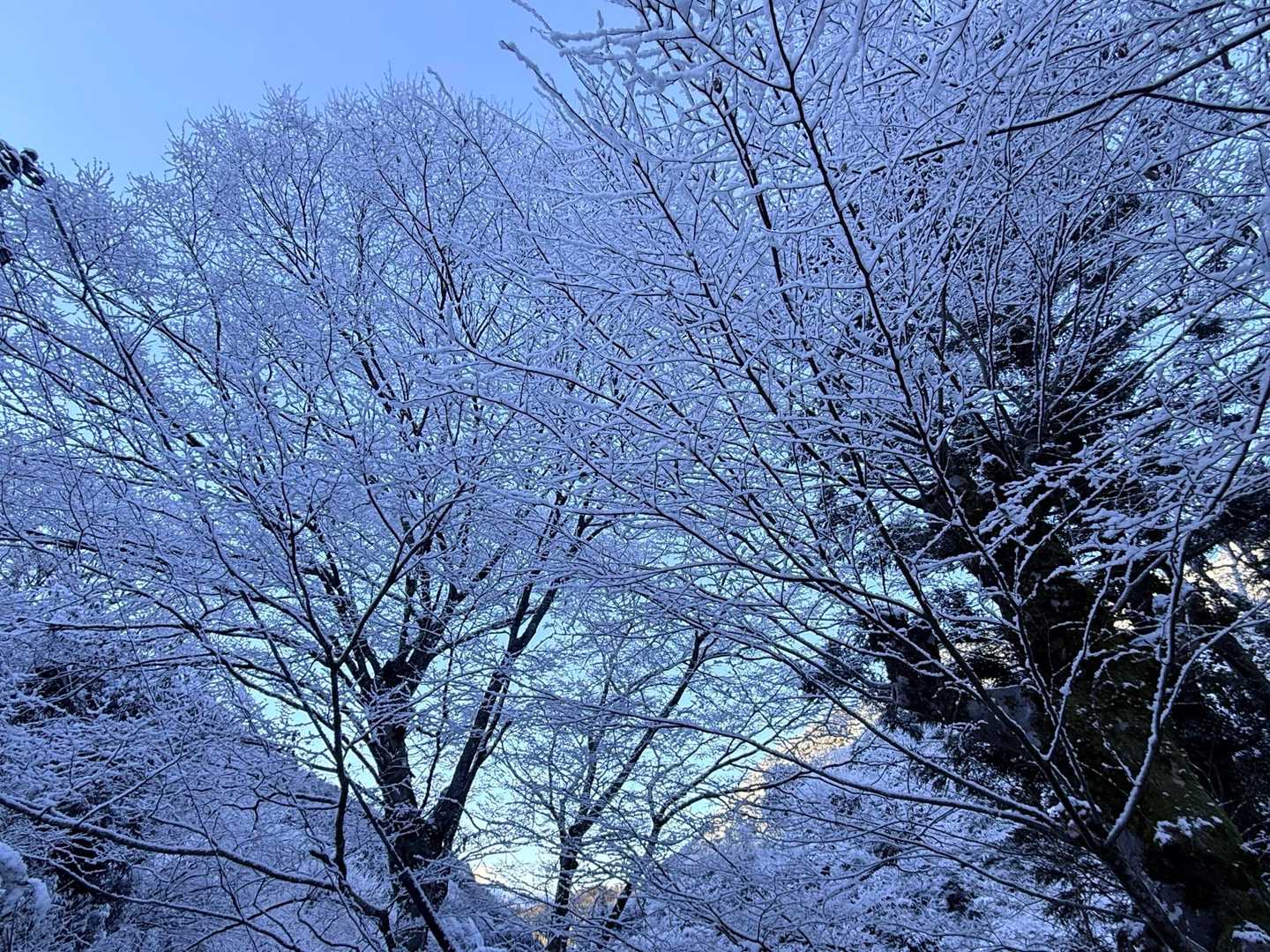 神奈川県で標高400m以下では
なかなか見れない景色❄️