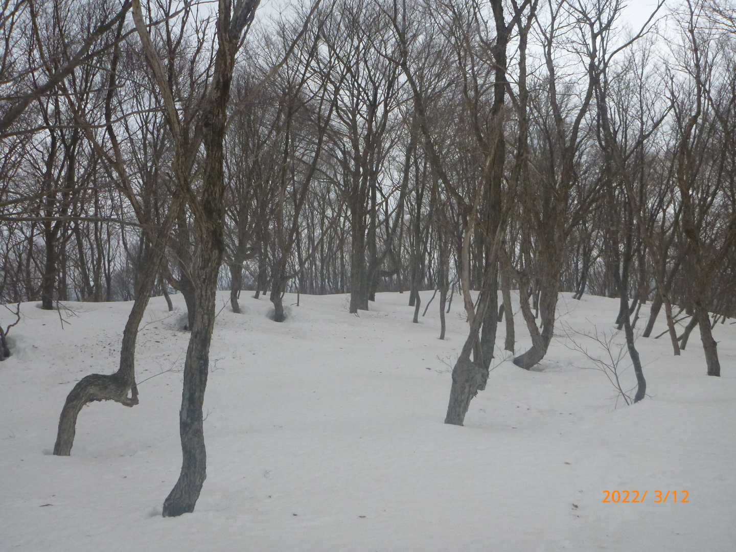 ブナ🌳ばっかりですよ～💦