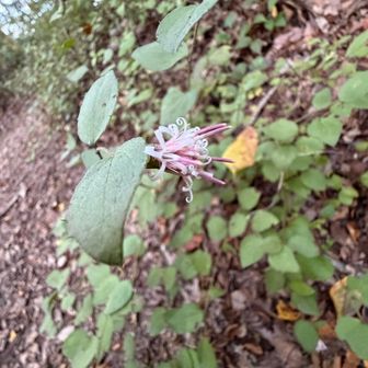 雄岳のコウヤボウキ🌸