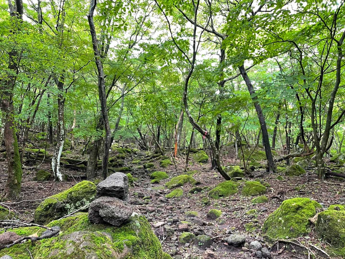 おはようございます。
今日は猪ノ瀬戸の東登山口から由布岳東峰を目指します🚶🚶🏻‍♀️
