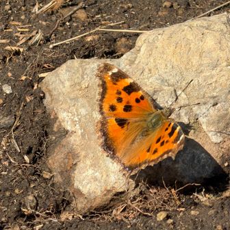 蝶々　　一休みしています