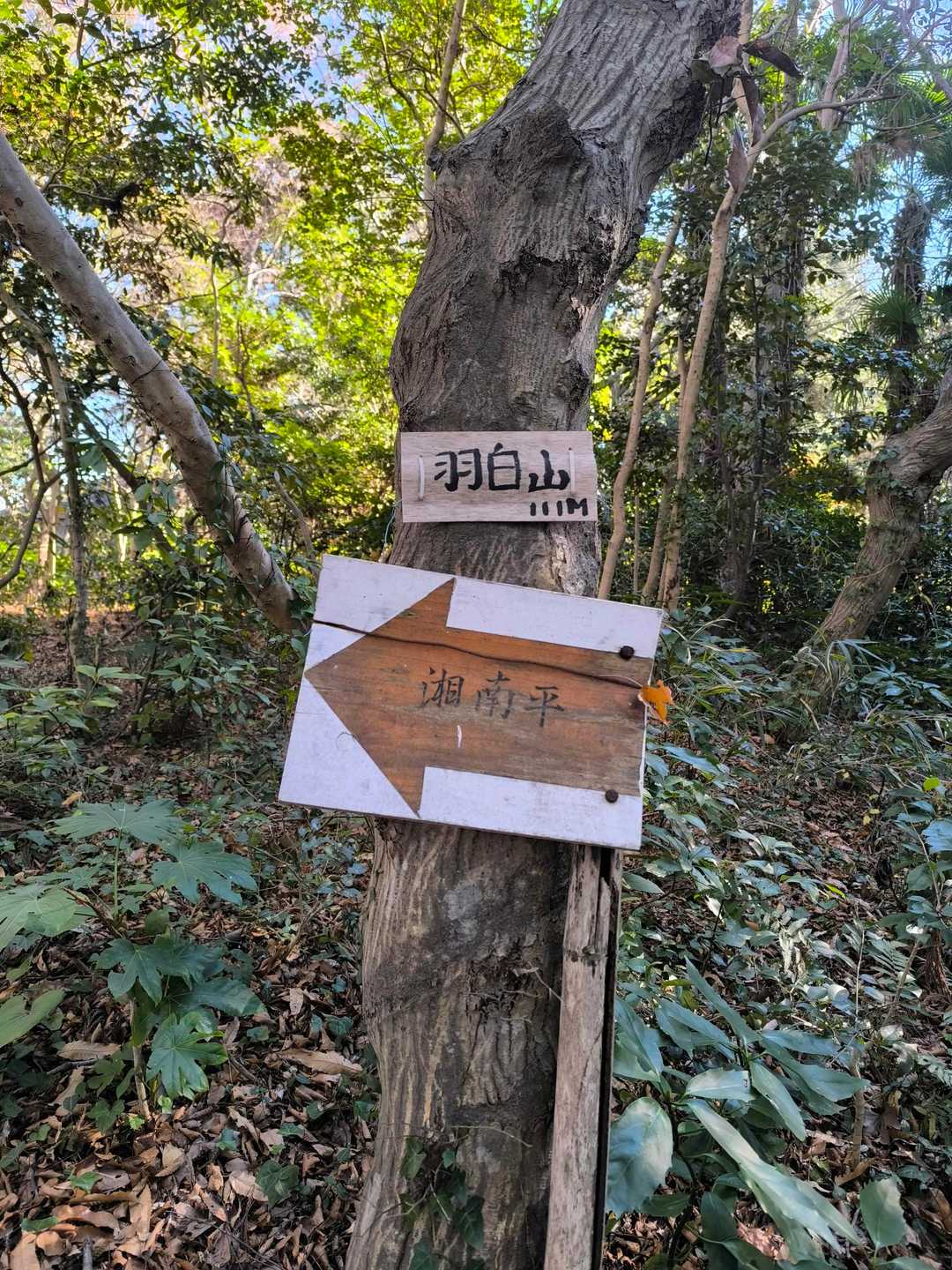 大磯駅-浅間山-高麗山-高来神社 縦走コースの写真