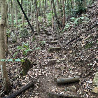 こんな感じの階段をガシガシ登ります