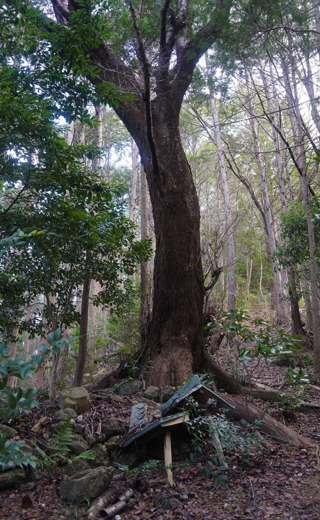 朽ちた祠