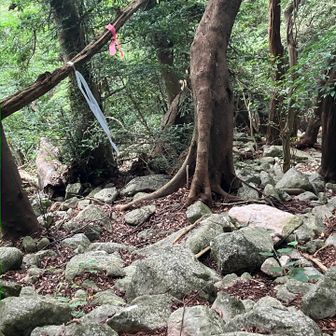 新設ビニール紐