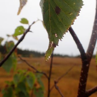🌿‬🫧
実りの秋でもある。

あっ、
ここにも（なんでも口に入れる系）がいる( ˊᵕˋ )ŧ‹”ŧ‹”
ꉂꉂ(´▽｀)ワハハハハ
🫐🫐🫐

頼もしい(｀▽´)ﾋﾋﾋ

