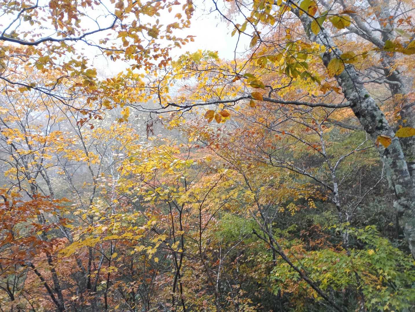 🍁に包まれた気分🎶