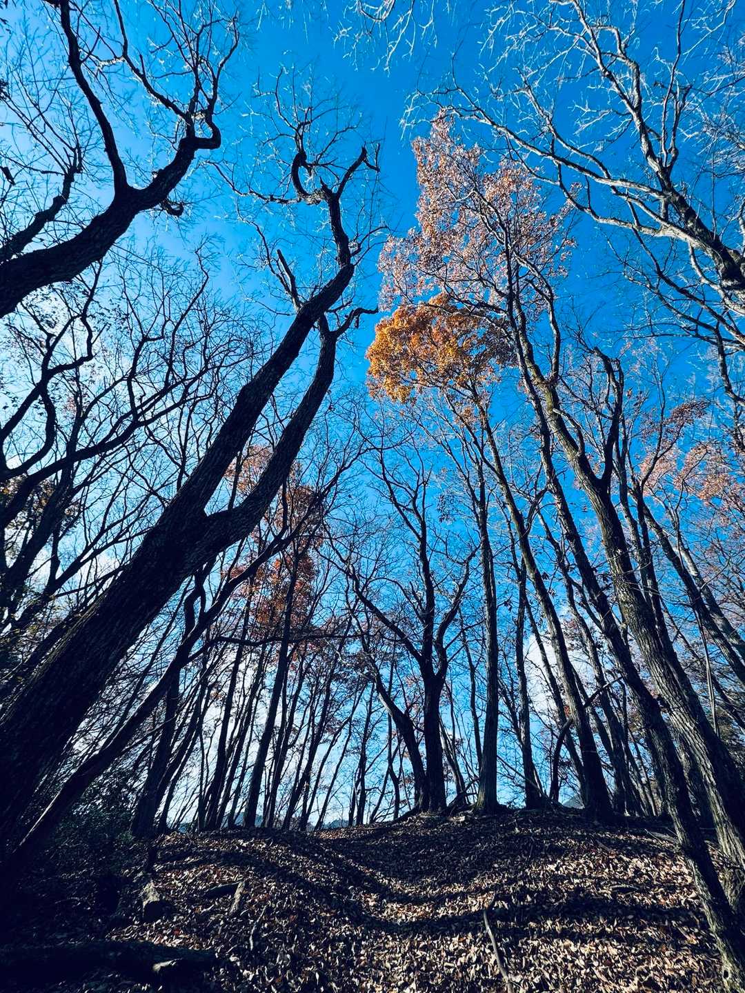 ここの樹林は皆…
高身長です…笑