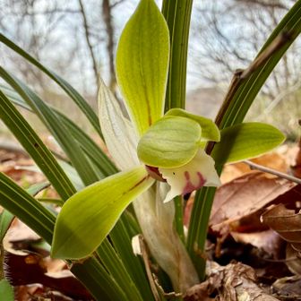 今シーズン初シュンラン✨