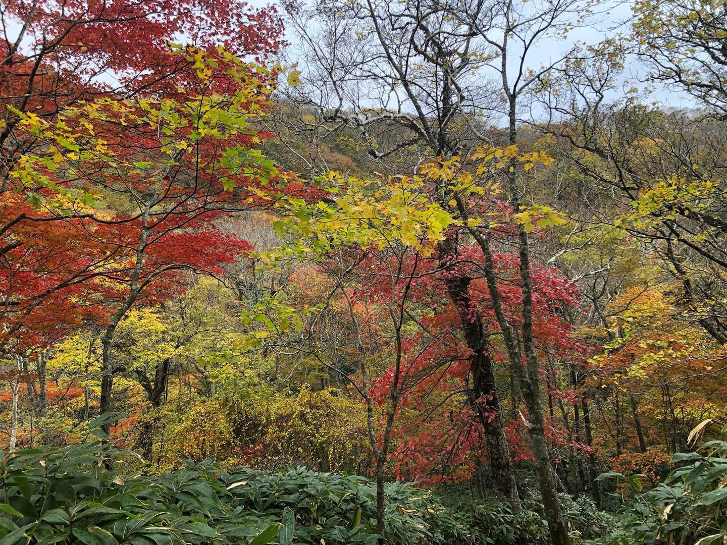 久しぶりの山活に心癒されました