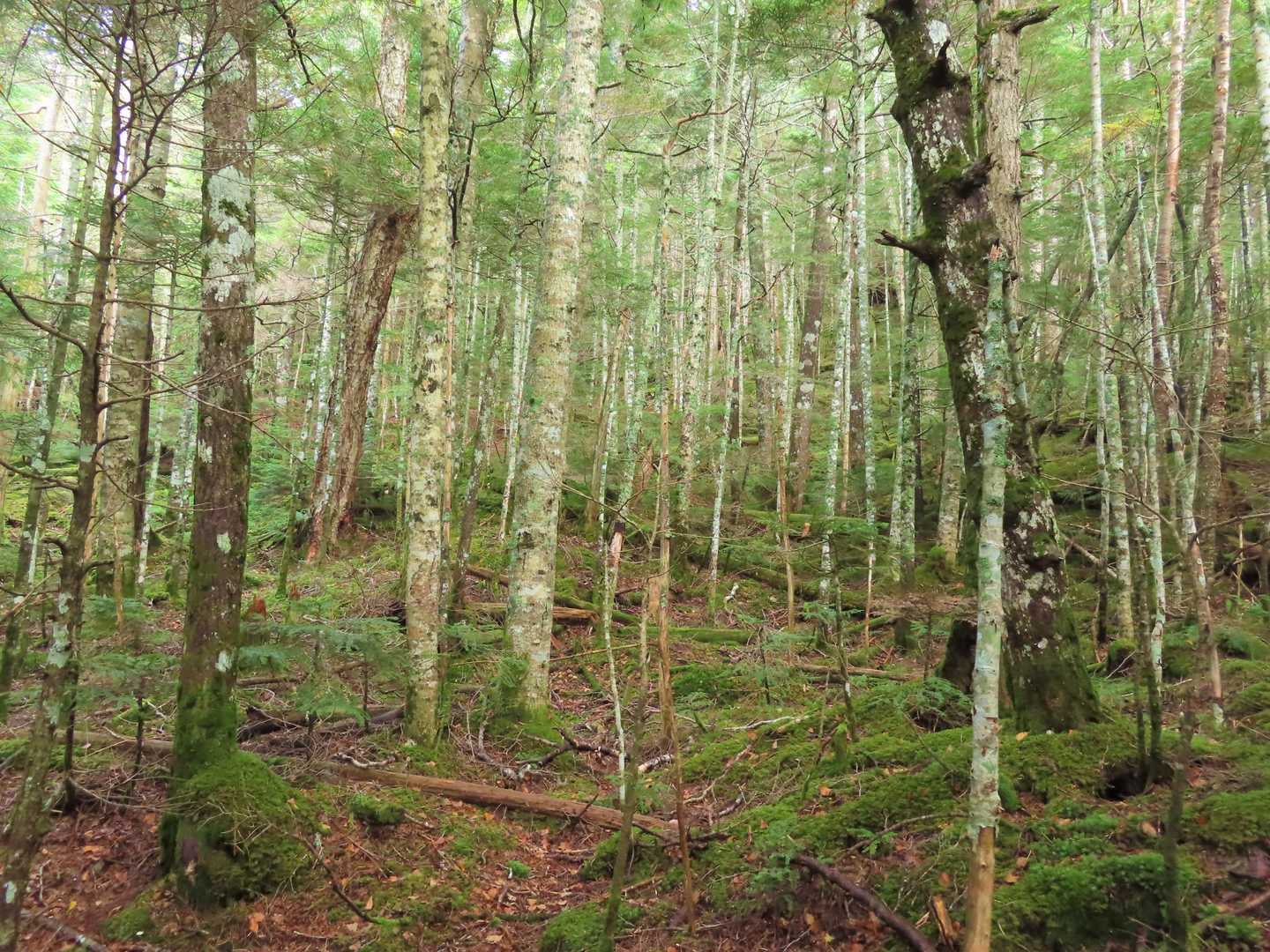 高い山の林 素晴らしい
ただ 登山道は少し歩きにくいです😩
