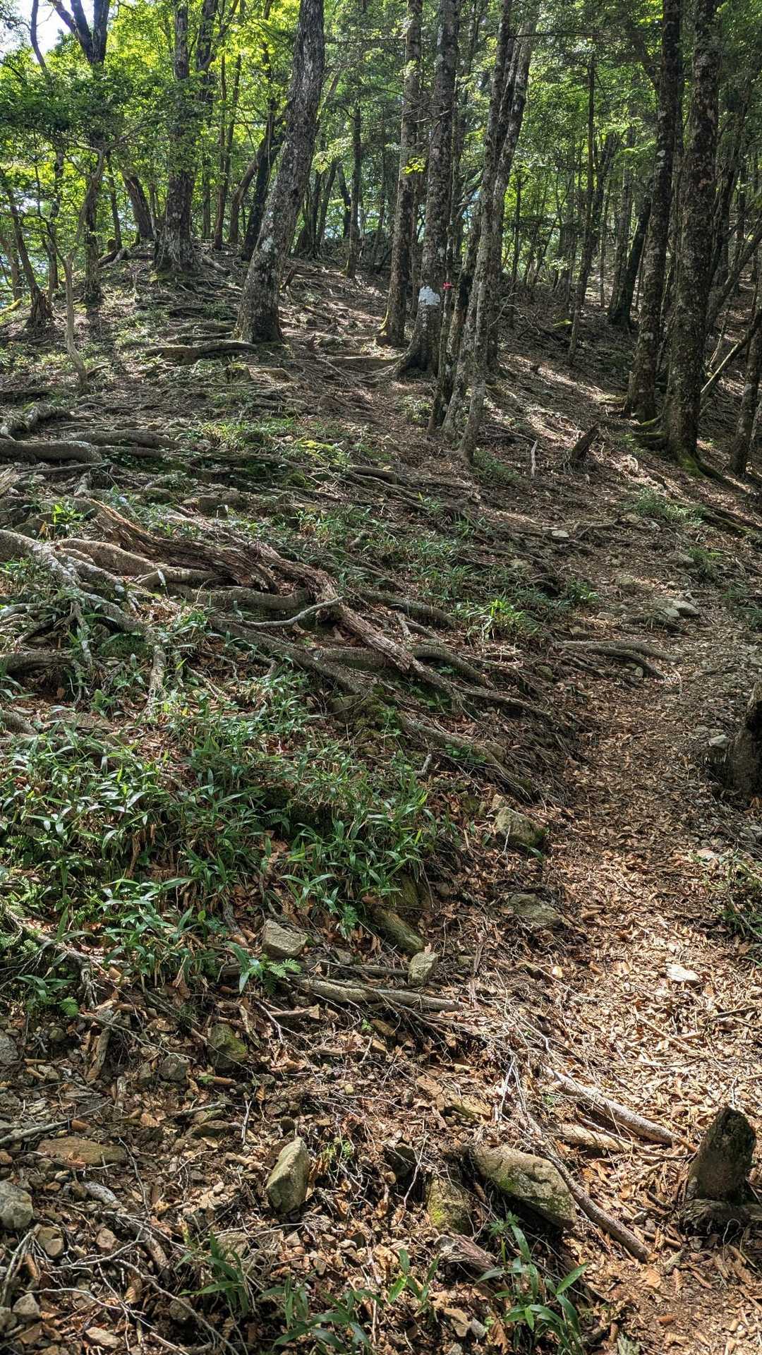きつそう・・
お連れ様は、ばてちゃいました