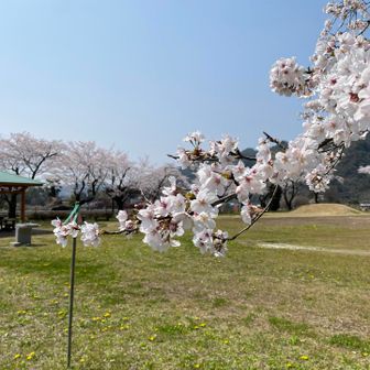 下山して駐車場までの公園に満開の桜咲く🌸