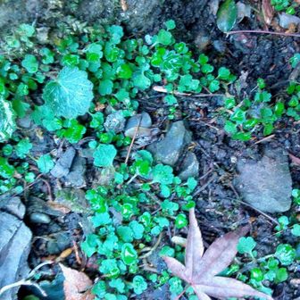 ハナネコちゃんを確認。シーズン前は上に被さった落ち葉や枯れ枝をそっとお掃除してあげます