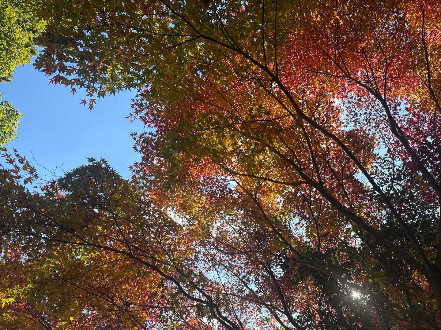 油山 山頂Bコースの写真