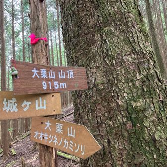 つまらない山頂😶