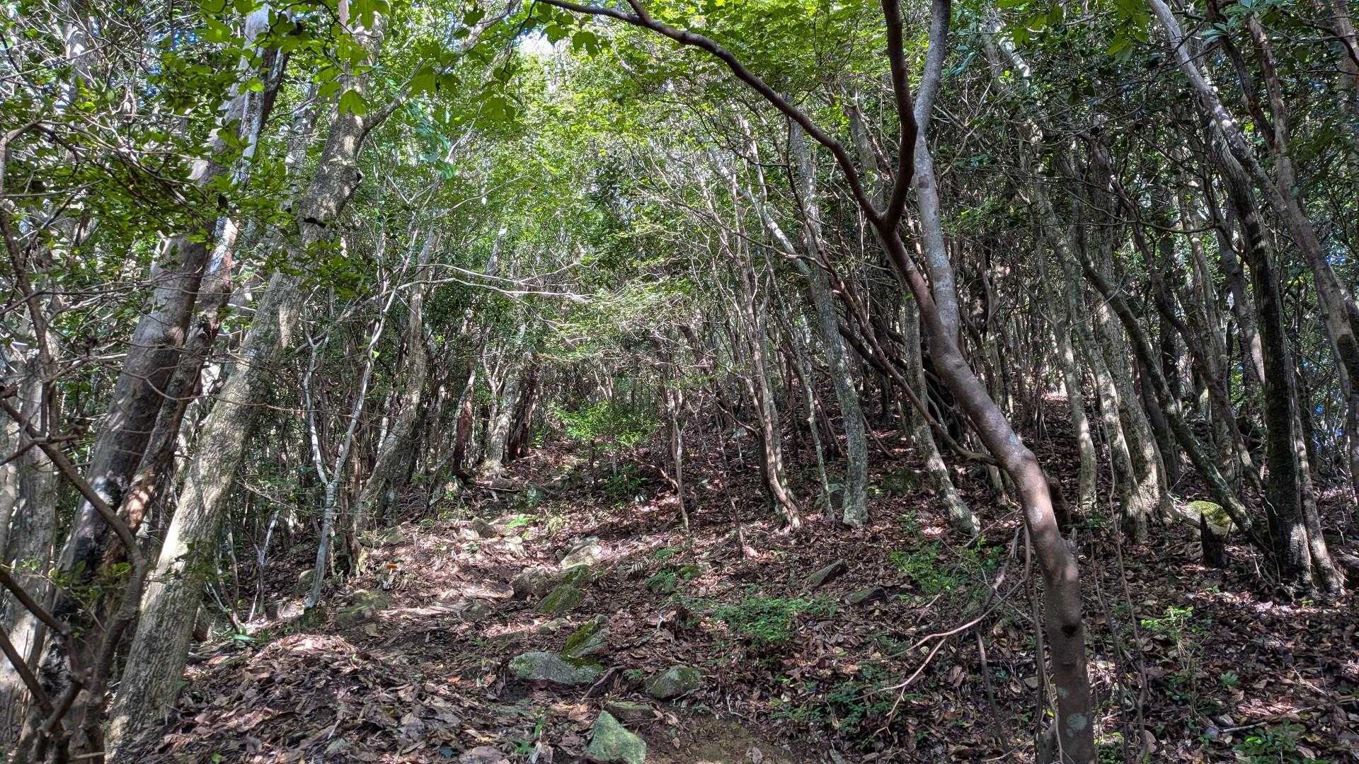 心地よい風が吹き
とても歩きやすい