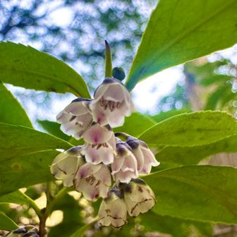 ヒサカキのお花🌸🥰