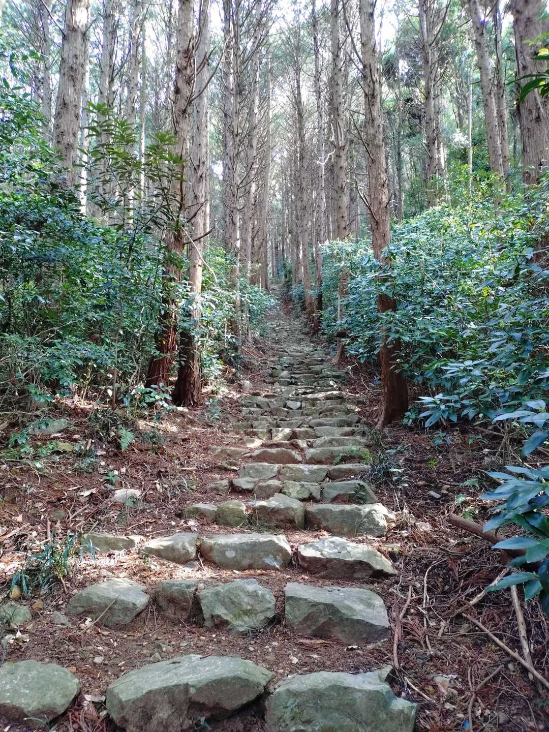 この辺は登りやすいです