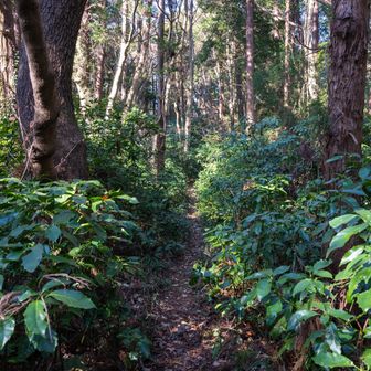 今日のコースは弁天山・高山・曽我山から不動山の区間以外は舗装路です。
8〜9割舗装路という感じ