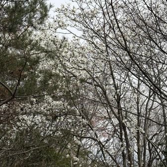 今日は薄曇り　見上げるタムシバは空と同化して
見にくいです　いっぱい咲いてるんですけどね