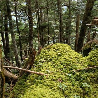 苔が綺麗