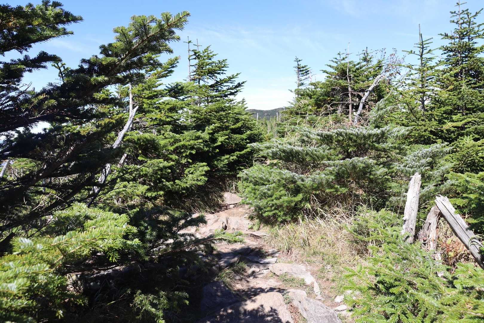 ここが縞枯山の山頂らしい