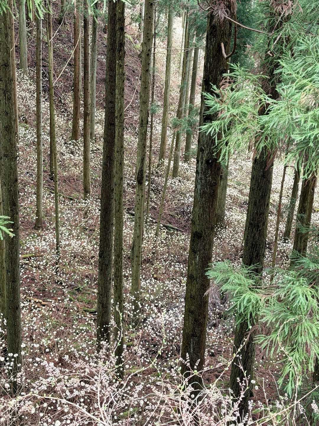 てか、斜面全部ミツマタやん！！
すんごい群生！