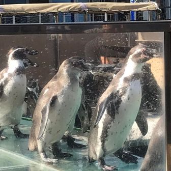 てくてく天ちゃん