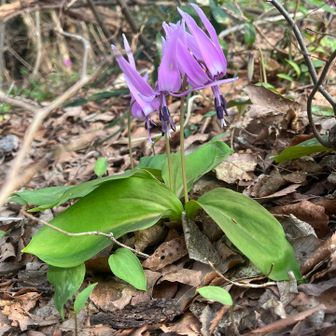 たくさん咲き始めした