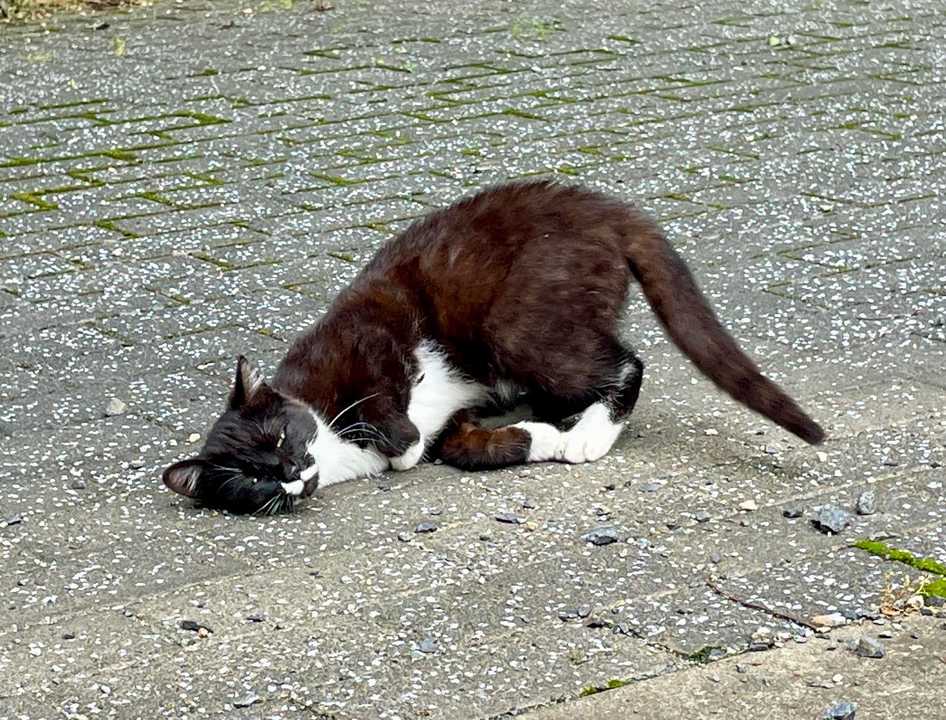 散歩道の地域猫たち🐈‍⬛🐈 いつもの / ぎんとれいさんのモーメント