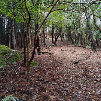 山頂が見えました。