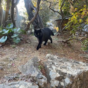 喧嘩している猫をオサムスと一緒にやじうましていた黒猫🐈‍⬛