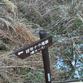 下山は百年ナラ尾根コースで！