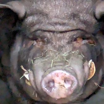 ミニ黒豚　文太です