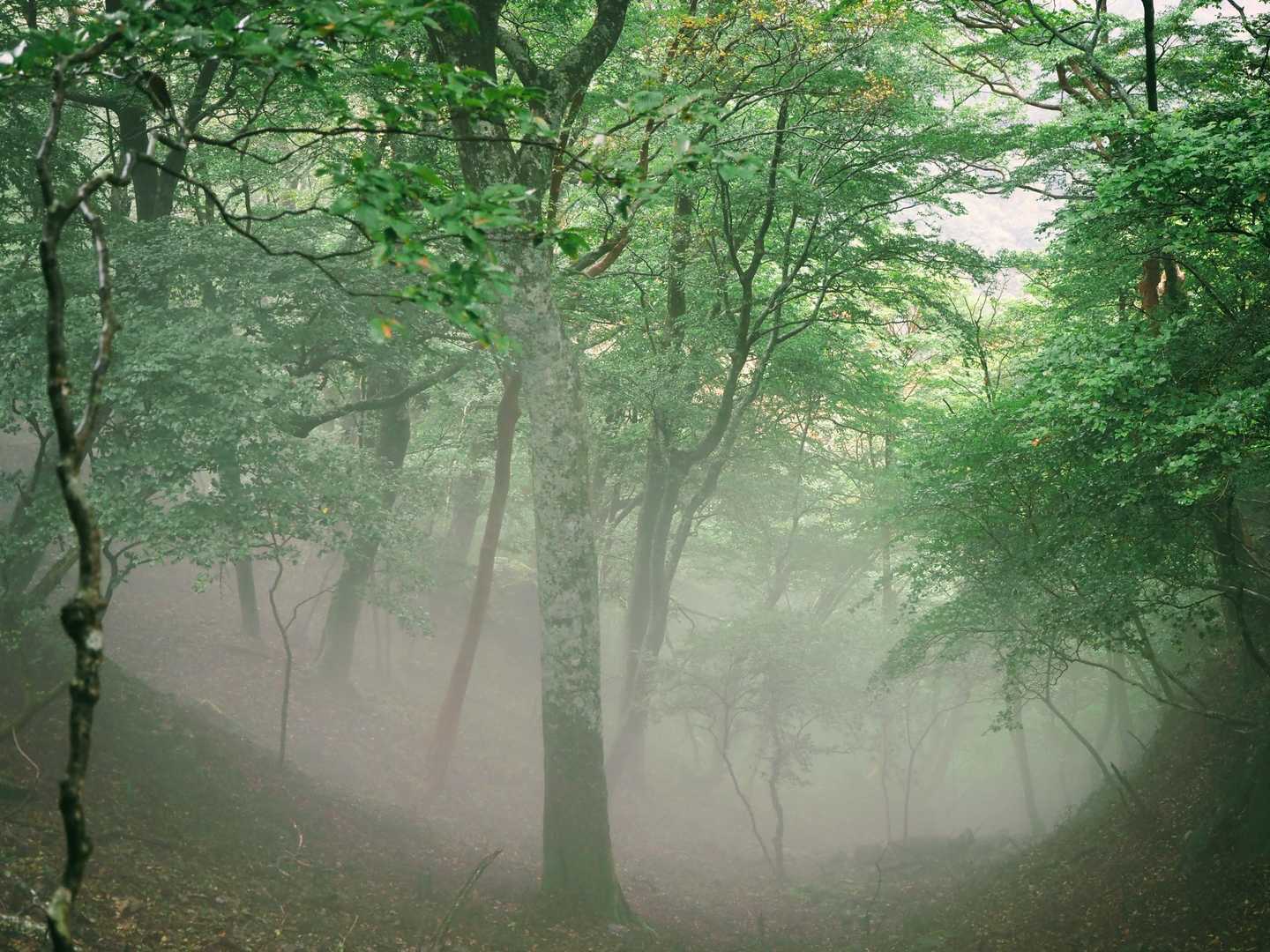 鹿納山登山口-鹿納谷登山口-鹿納山 往復コースの写真