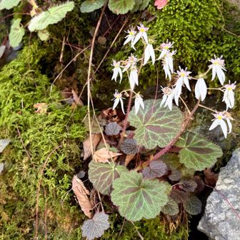 大好きなユキノシタ
苔と一緒に