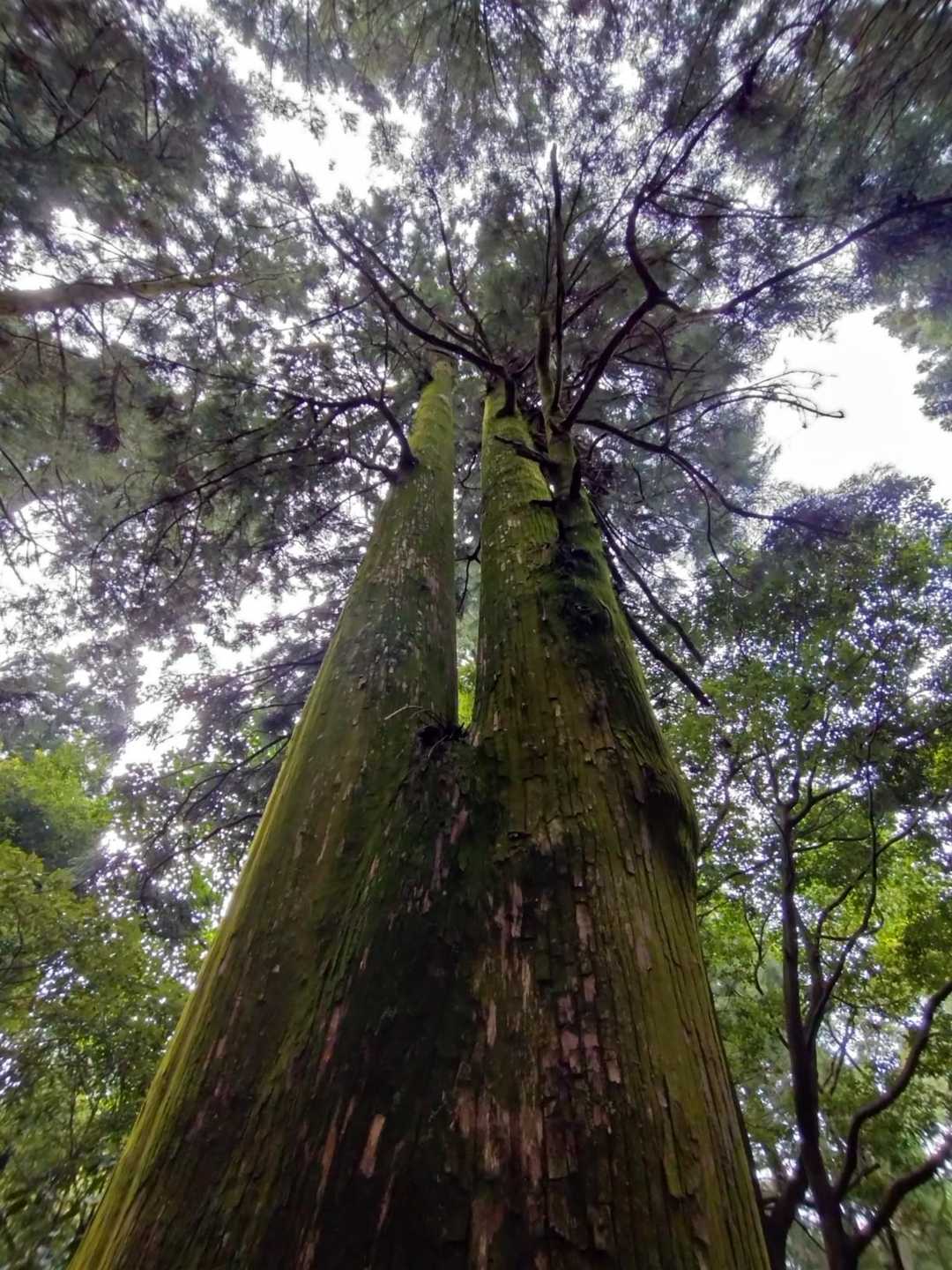 木を見上げる