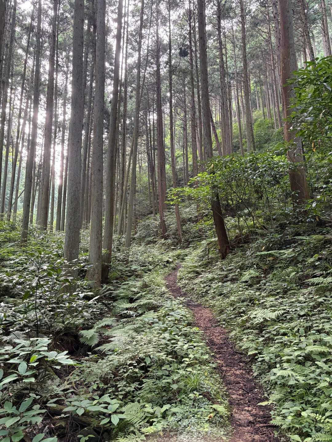 そのまま道は登山道へ。ここは府道？(^_^;)