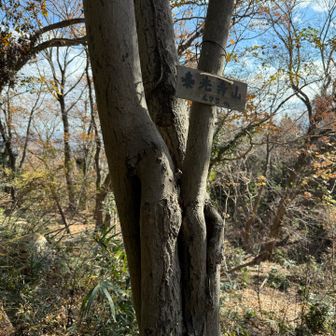 セブンサミッツ③泰光寺山