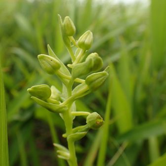 、、、距が著しく上を向いていれば、まいさぎそう（舞鷺草）ですが…。