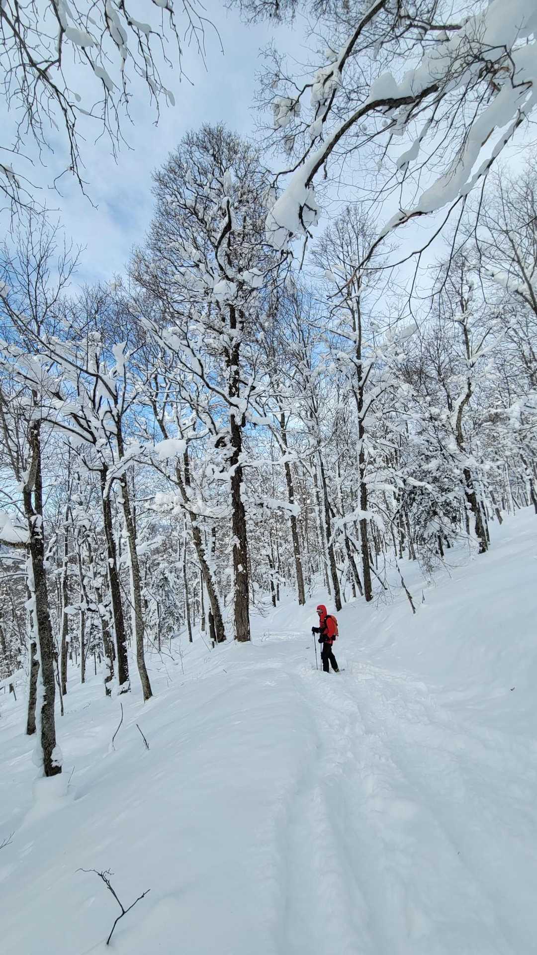 自由にもふもふしたり、