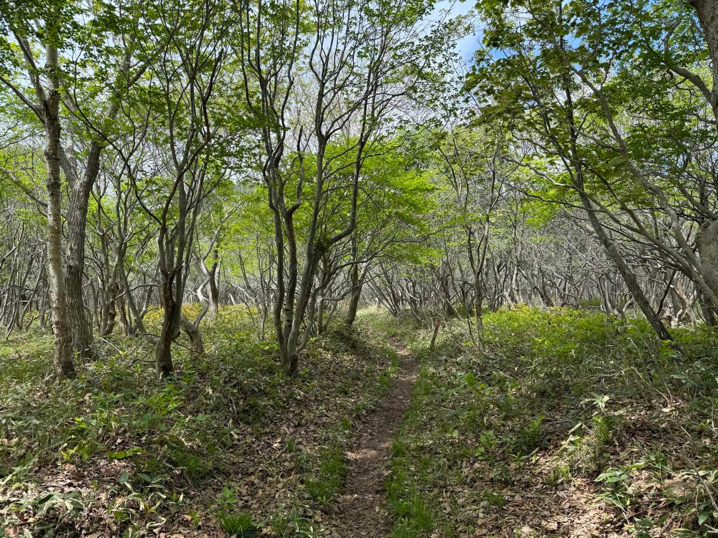 こちらは樹木あり、木陰の中を歩いて