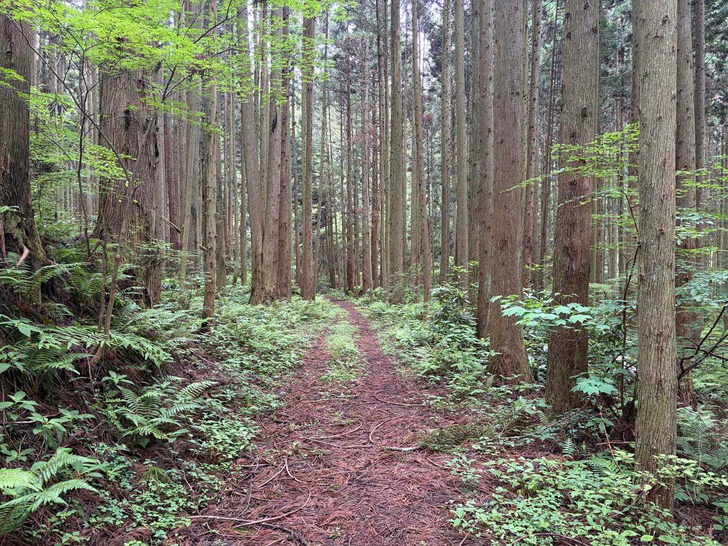 林道に出た。後は林道＆ロード歩きで戻る🚶