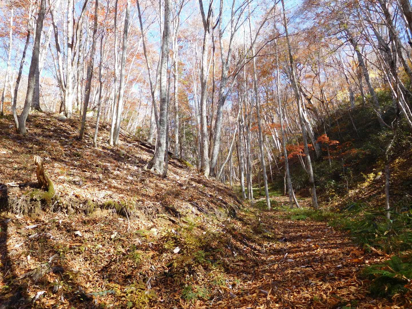 猪臥山散策道入口-猪臥山 周回コースの写真