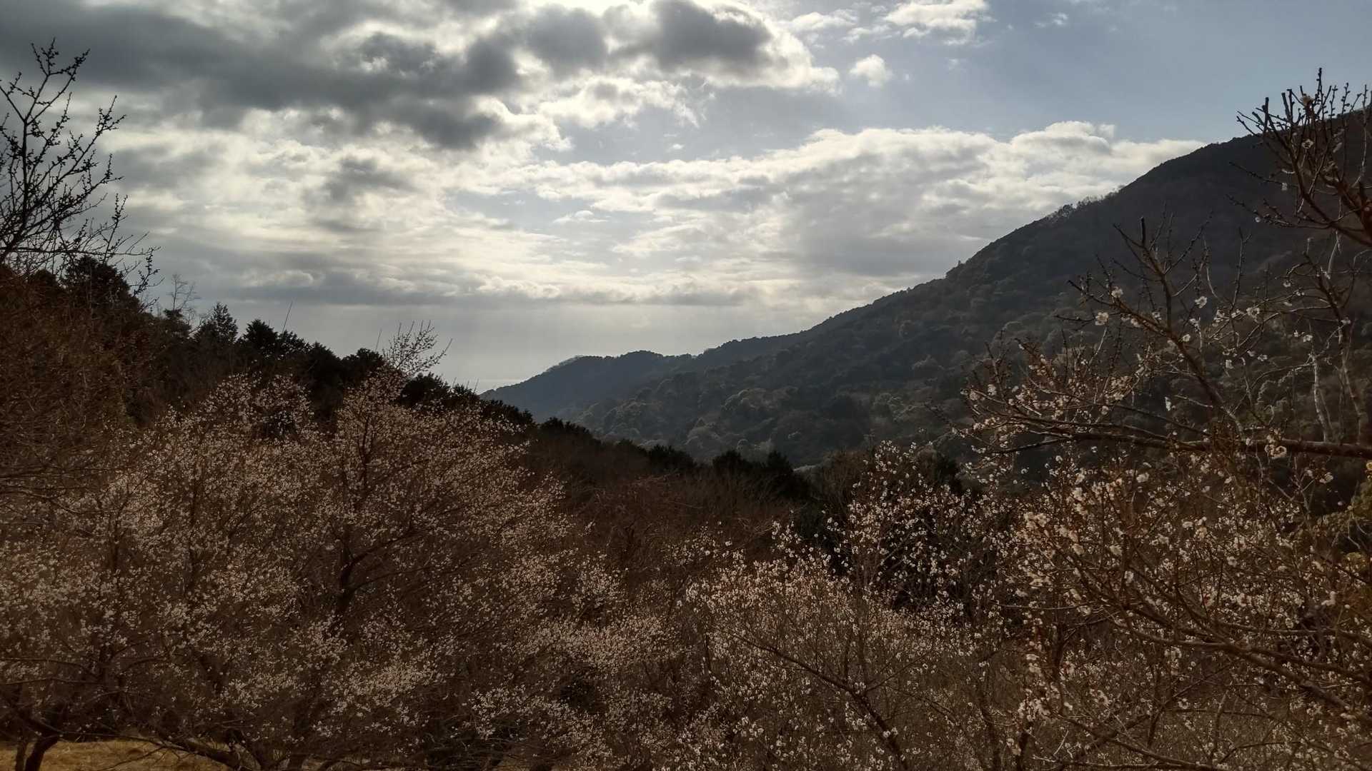 幕山登山口-幕山 往復コースの写真
